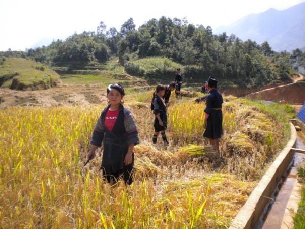 Cảnh thu hoạch lúa của đồng bào thiểu số ở Sapa.