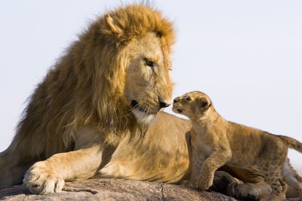 Sư tử con bảy tuần tuổi trông có vẻ lo lắng khi lần đầu tiên gặp cha mình ở Vườn quốc gia Masai Mara, Kenya.