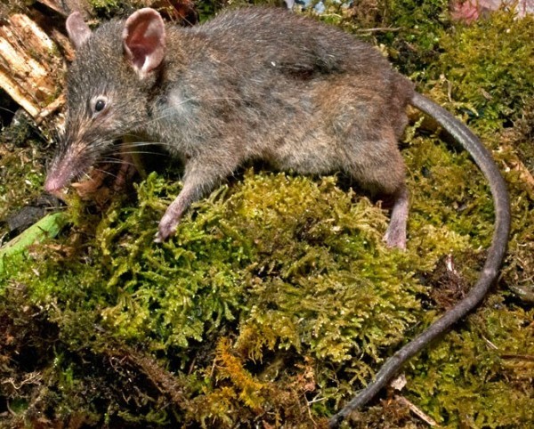 Loài chuột không răng mới được phát hiện Paucidentomys vermidax. Các nhà khoa học tìm thấy nó trong một khu rừng nhiệt đới trên đảo Sulawesi của Indonesia. Con vật nhỏ bé này đại diện cho một bước tiến mới trong quá trình tiến hóa của động vật gặm nhấm.