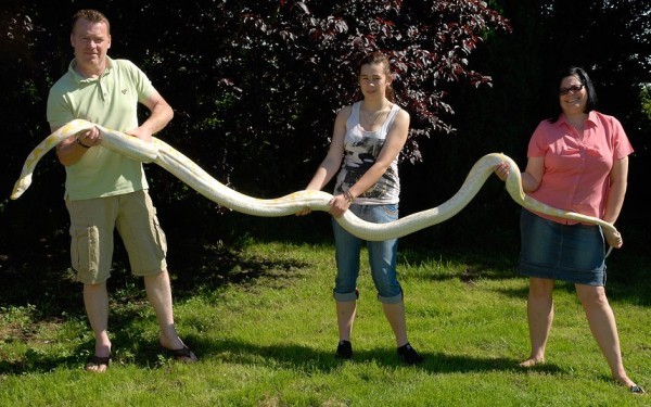 Peter, Chloe và Kim Rice giữ con trăn Lily của họ tại nhà ở Guyhirn, Cambridgeshire, Anh. Con trăn bạch tạng này dài tới 5,2m và có thể là vật nuôi dài nhất của Anh.