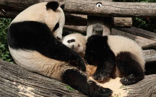 Hai chú gấu Yang Yang và Fu Hu đang ôm nhau trong ngày sinh nhật lần thứ hai của Fu Hu tại vườn thú ở Vienna.