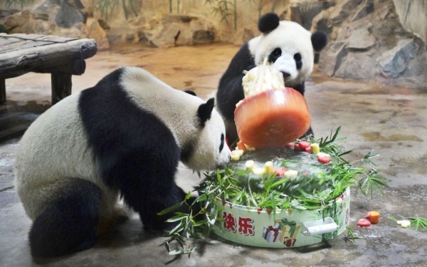 Gấu trúc Shu Yun và Ya Lin kỷ niệm sinh nhật thứ tư của chúng tại vườn thú Hàng Châu, tỉnh Chiết Giang, Trung Quốc, với một chiếc bánh sinh nhật được thực hiện bởi trẻ em địa phương bằng cách sử dụng lá tre và măng, rau và trái cây.