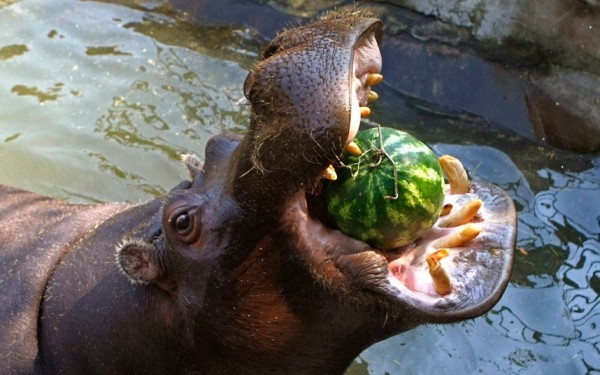 Con hà mã ăn một quả dưa hấu lạnh chỉ trong một lần mở miệng ở vườn thú ở Belgrade, Serbia