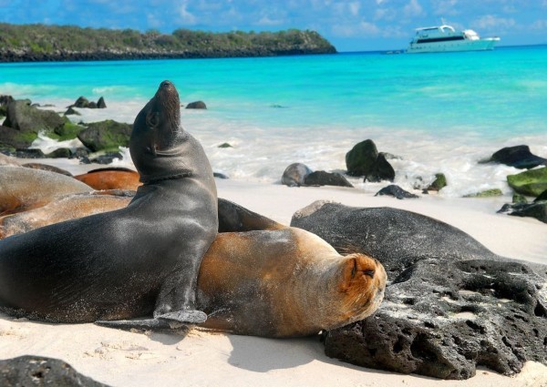 3. Quần đảo Galapagos (Ecuador) Nhiều khách du lịch khẳng định rằng hòn đảo cách 600 dặm ngoài khơi Nam Mỹ này là một trong những chuyến đi mơ ước cuối cùng mà họ muốn đến. Quần đảo Galapagos được khách du lịch biết đến với vẻ đẹp siêu nhiên và một hệ động vật kỳ dị với các loài động vật quý hiếm. Ở đây, bãi biển tốt nhất là bãi biển trên đảo Santa Fe với những chú sư tử biển bắt cá nhanh như tia chớp. Nơi nghỉ dưỡng: Cách lý tưởng để ngắm quần đảo này là đi trên một con tàu, chẳng hạn như Celebrity Xpedition có sức chứa 90 hành khách với 10 đêm lênh đênh trên biển.