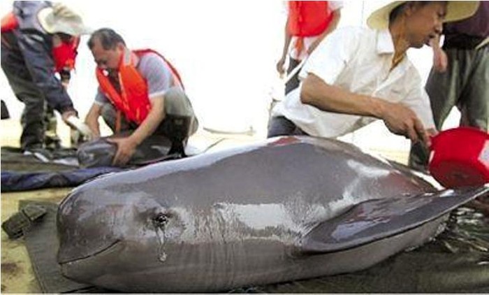 Chú cá heo rơi lệ trước khi bị những người ngư dân làm thịt đã làm hàng chục thành viên facebook xúc động.