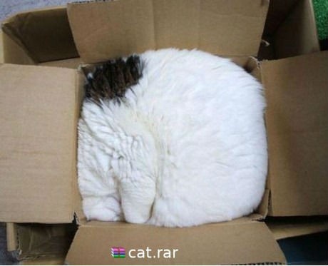 \Sản phẩm mèo đóng hộp chính hãng.