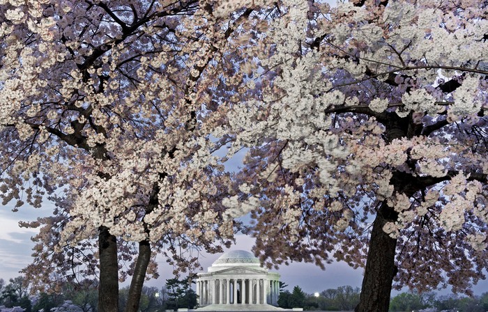 Hoa Anh đào Yoshino nở rộ bên bờ hồ Tidal Basin ở Washington D.C, Mỹ, 19/03/2012, phía sau là đài tưởng niệm Thomas Jefferson. Đã 100 năm kể từ khi nước Nhật tặng hoa Anh đào cho nước Mỹ.