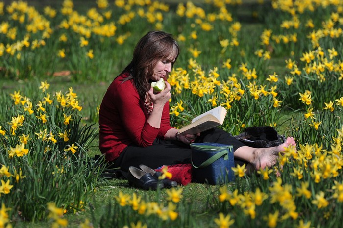 Một người phụ nữ tận hưởng khí trời ấm áp của mùa xuân giữa vườn hoa thuỷ viên vàng tại một công viên ở London, 15/03/2012.