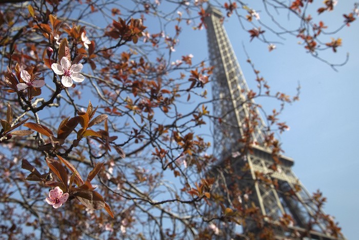 Khi khí trời trở nên ấm áp, các bông hoa đã bắt đầu nở trên các cành cây xung quanh tháp Eiffel, ở Paris, Pháp, 16/03/2012.