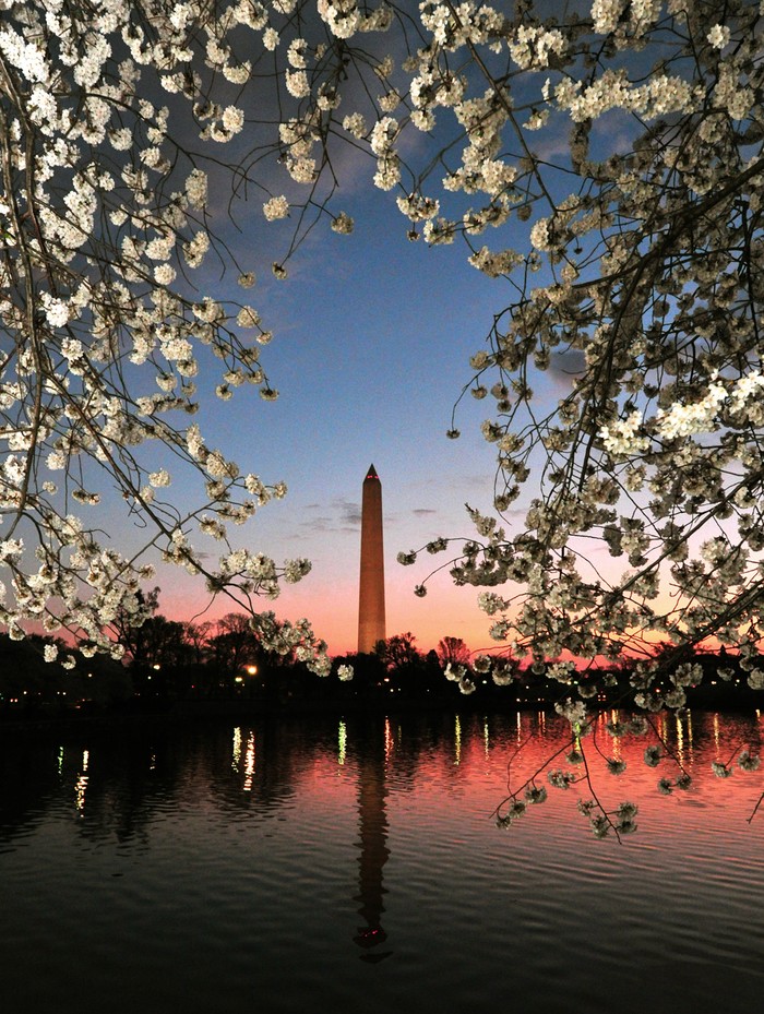 Hoa Anh đào và đài tưởng niệm Washington, ở Washington D.C, 19/03/2012.