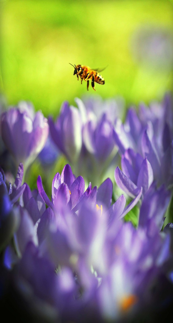 Một con ong đang đi hút mật từ những bông hoa huệ tây tím nở rực rỡ khi mùa xuân đến tại Walla Walla, Washington, 07/03/2012.