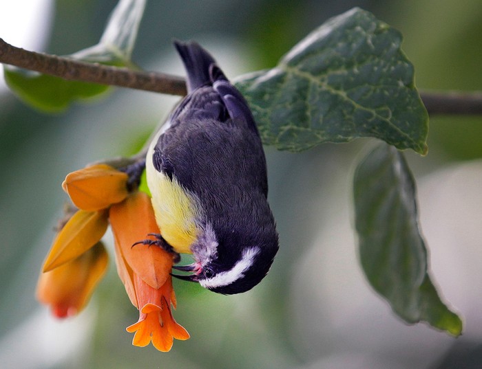 Một chú chim Bananaquit treo ngược cành cây và tìm mồi trên những bông hoa tại khu vực Costa Rica, trong khu nhà kính, thuộc vườn bách thảo Cleverland.