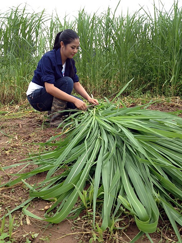 Đây là những hình ảnh giản dị của Hoa hậu Ngọc Hân cùng làm việc với các bác nông dân trong chương trình '24h sống xanh'.