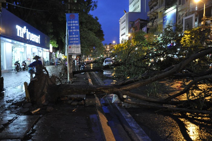 3 cây xanh đổ liên tiếp và chặn ngang đường, làm cho tình trạng giao thông chiều Chùa Bộc - Tây Sơn bị tê liệt.