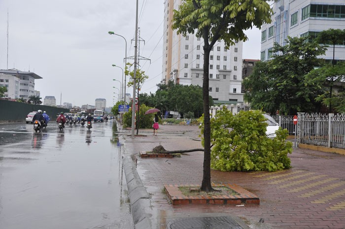 Mưa to, táp mạnh chiều qua cũng khiến nhiều cây xanh trên tuyến đường Phạm Hùng bị đổ ra đường.