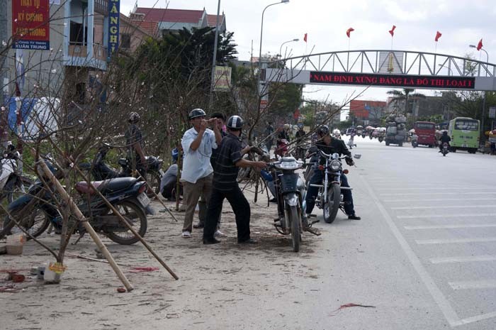 Gần 2km hai bên đường Lê Đức Thọ (Tp. Nam Định) những cành mai, đào… từ núi rừng Tây Bắc (Mộc Châu, Sơn La) lại được những thương buôn mua về đây bán.