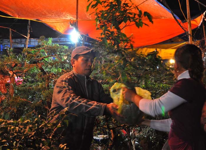 Nhiều người đã chọn mua cây sung để cầu mong sự sung túc trong năm mới