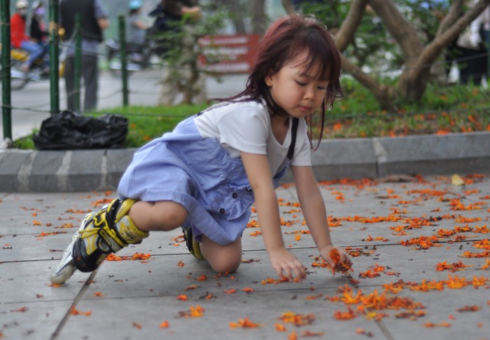 Một em bé thích thú nhặt những cánh hoa rụng dưới sân