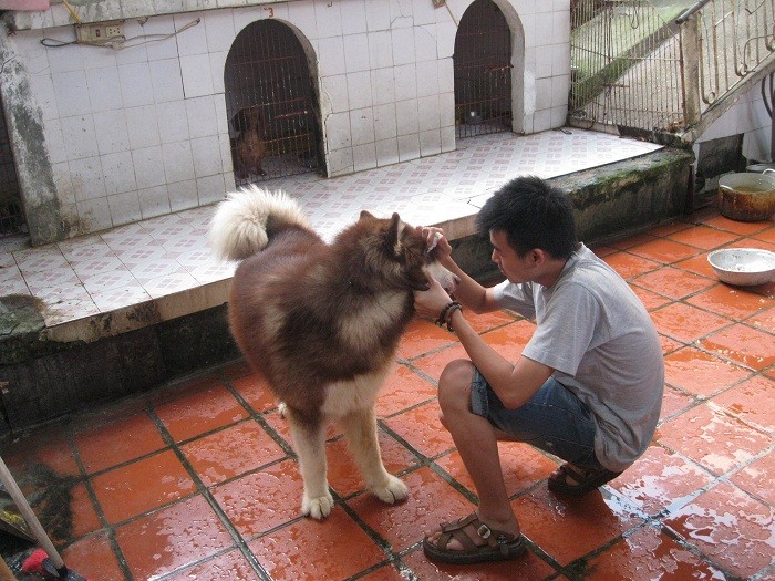 Anh Nguyễn Văn Dương, 25 tuổi, quê Bắc Ninh cho biết thú cưng ở đây được chăm sóc hàng ngày đảm bảo cho chúng luôn sạch sẽ và khỏe mạnh. Trong ảnh anh đang nhỏ nước rửa mắt cho chó.