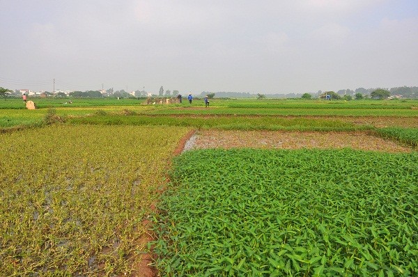 Nơi đây được coi là vùng cung cấp rau sạch cho Hà Nội trong nhiều năm qua.