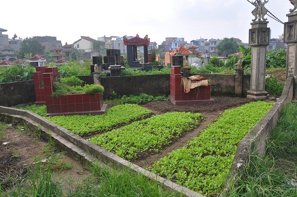 Những luống rau cải canh được gieo trên nền đất mộ