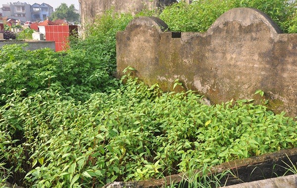 Nhiều phần mộ trồng rau đay