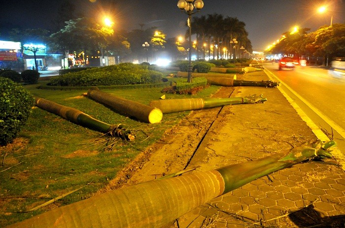 Những thân cây cau vua có kích thước lớn được cắt xuống nằm la liệt trên giải phân cách đường Lê Quang Đạo.