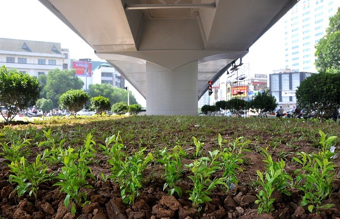 Phần dưới thành cầu cũng được trồng cây xanh