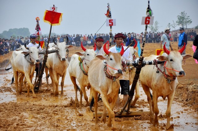 Sẽ có hai buổi thi được tổ chức để “nài đua bò” và các chú bò vùng Bảy Núi “cống hiến” những pha đua tài ngoạn mục đến khán giả Thủ đô và du khách.