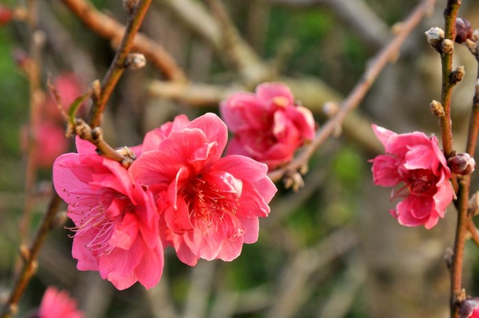 Theo phong tục Việt Nam, Đào là loại hoa đặc biệt của Tết Nguyên đán. Nhiều người chuộng chơi hoa đào tết vì hoa đào có màu đỏ sẽ mang lại sự may mắn trong năm.
