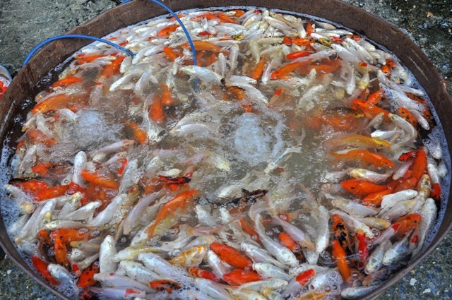 Trong ngày ông Công, ông Táo nhiều người cũng chọn mua cá cảnh có giá cao hơn các loại cá chép để phóng sinh. Giá một kg cá cảnh là hơn 200.000 đồng.