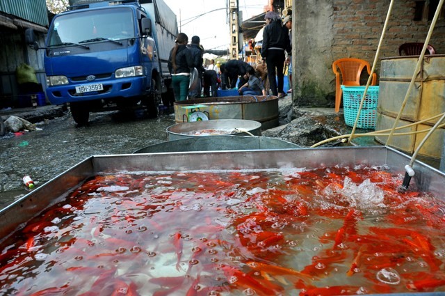 Cá chép chợ cá làng Sở Thượng được vận chuyển đi nhiều nơi. Trong đó, Hà Nội là thị trường tiêu thụ chính.