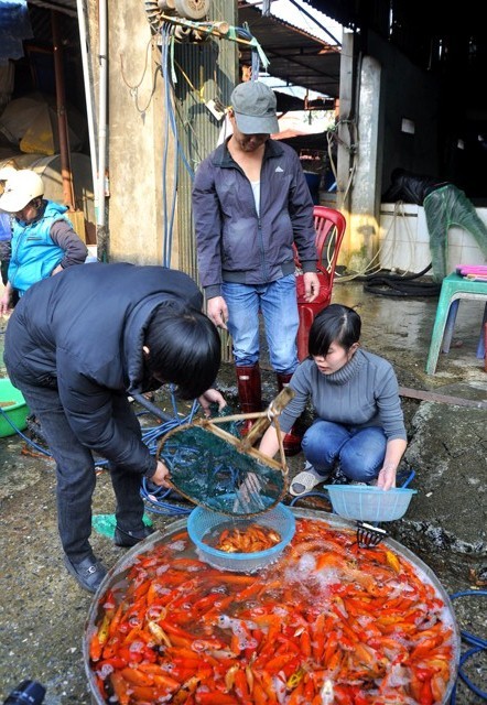 Người mua cá chép đến chợ Sở Thượng tự chọn những con khỏe mạnh.