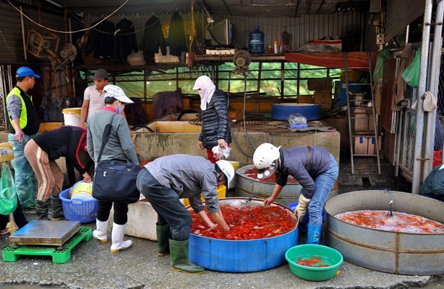 Theo chị Hoa (người bán cá tại chợ) cho biết: “Năm nào cũng vậy, cứ bắt đầu từ ngày 21/ 12 âm lịch là tôi lại chuẩn bị cá chép để bán cho mọi người”.