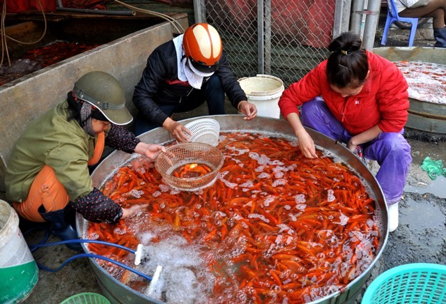 Trong năm nay, thị trường cá chép đỏ vẫn được mọi người chọn mua nhiều nhất.