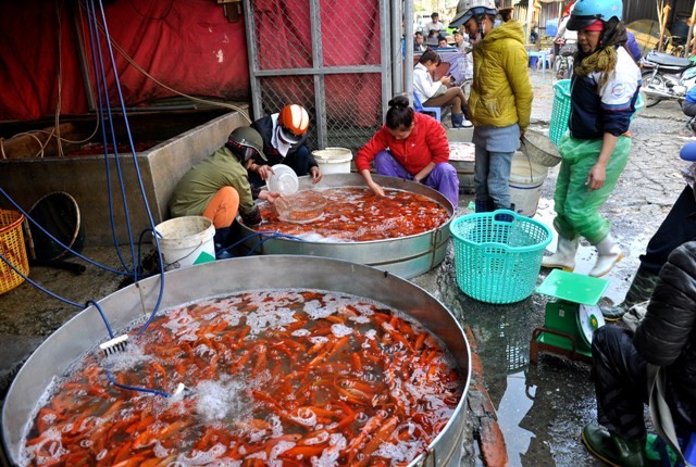 Cá chép đỏ do chính người dân làng cá Sở Thượng, các viện khoa học nuôi trồng cung cấp về chợ