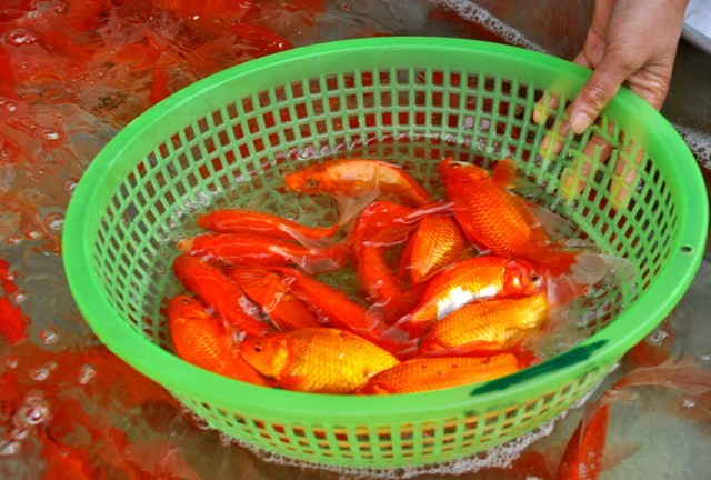 Các tiểu thương từ nhiều nơi trong thành phố về Sở Thượng để chọn được cá chép đẹp và khỏe ngày mai xuống phố bán.