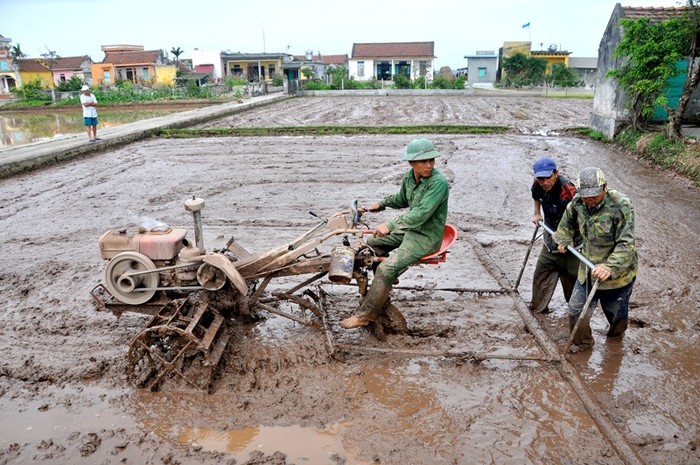 Với những người làm máy cày việc xuống đồng là sớm nhất, ông Trần Văn Hương cho biết: “Do trong Tết chưa bừa được cho nên ra Tết là chúng tôi phải xuống đồng ngay để đảm bảo có ruộng cho mọi người cấy”.