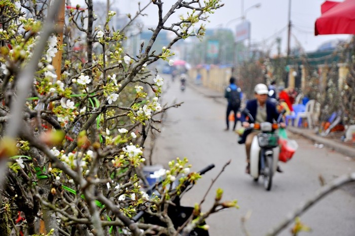 Hoa lê đang được bày bán nhiều nhất ở khu vực chợ Quảng Bá (Nhật Tân, Tây Hồ, Hà Nội).