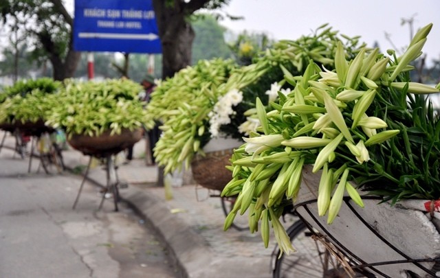Vào những ngày tháng 4 này, đường phố Hà Nội trở nên đẹp lạ bởi được tô điểm bạt ngàn hoa loa kèn trắng tinh khôi.