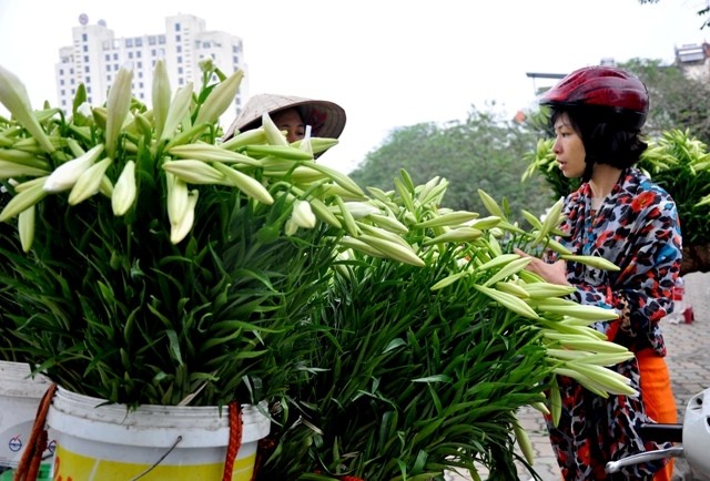 Với người Hà Nội, mỗi căn phòng tháng 4 đều có sự xuất hiện của loài hoa loa kèn. Hoa đầu mùa thường bán với giá khá đắt: 25.000 - 30.000 đồng một bó 10 cành.