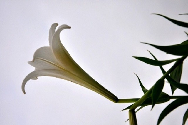Màu trắng tinh khôi của hoa loa kèn như làm dịu mát tâm hồn mỗi con người.