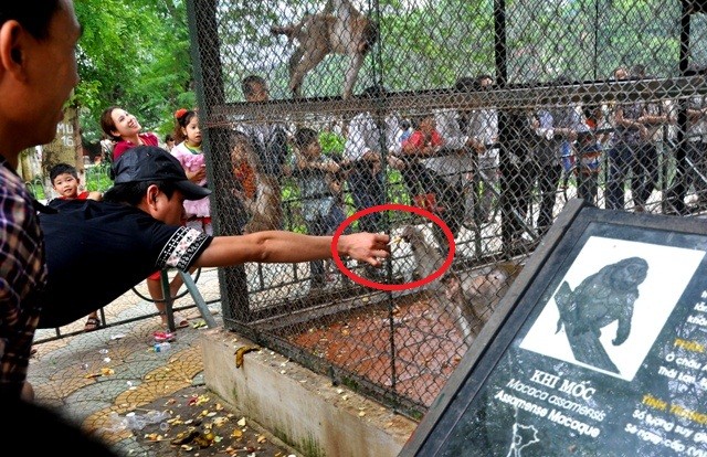 Tuy nhiên, nhiều hành động xấu của du khách đang khiến cho Sở thú xấu xí và ảnh hưởng tới những con thú ở đây. (Trong ảnh là một người đàn ông đang đưa điếu thuốc cho khỉ hút).