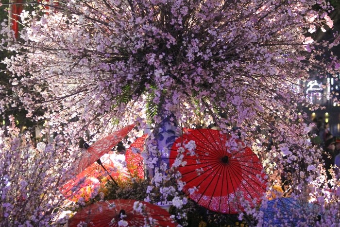 Hoa anh đào là quốc hoa của đất nước Nhật Bản và được người dân Việt Nam rất yêu thích (ảnh Như Hải).