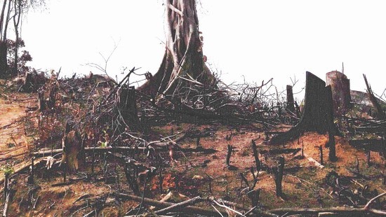 Một phần hiện trường diện tích rừng ở xã An Hưng, huyện An Lão bị tàn phá (ảnh nguồn Báo Bình Định).
