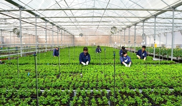 Nông nghiệp công nghệ cao được ngân hàng cho vay khuyến khích phát triển (ảnh chinhphu.vn).