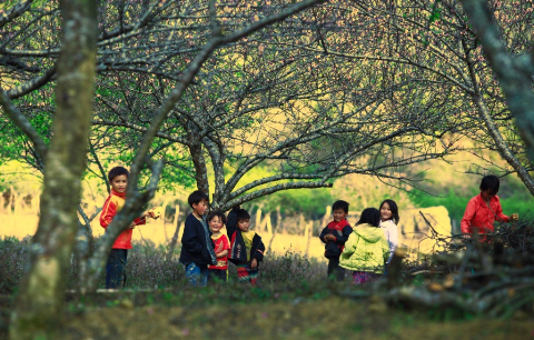 Trẻ em nô đùa giữa vườn đào
