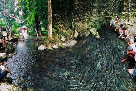 Suối Ngọc - nằm dưới chân núi Trường Sinh ( thôn Lương Ngọc - xã Cẩm Lương, Thanh Hóa) nơi có suối cá thần kỳ thú chảy qua.
