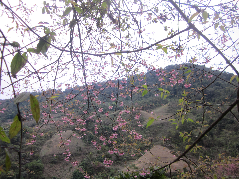 Khi mùa xuân đến sắc hồng của hoa đào rừng điểm tô cho núi rừng Điện Biên vẻ đẹp nên thơ. (ảnh chụp trên đường đi huyện Mường Chà tỉnh Điện Biên)