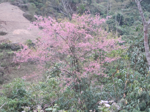 Hoa đào rừng khoe sắc hồng rực rỡ mỗi khi mùa xuân về.